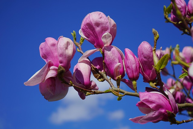 Magnolia – odmiany, uprawa, wymagania, stanowisko