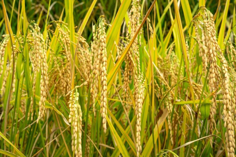 Jak skutecznie stosować insektycydy w ogrodzie i uprawach